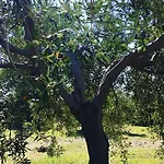 Goeknar Knidos Oasis Nature 3* ダッチャ