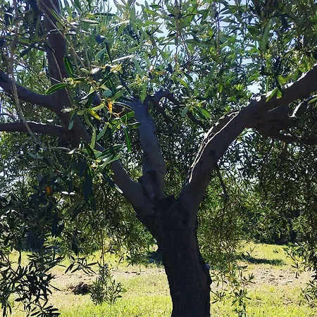 Goeknar Knidos Oasis Nature 3* Datça