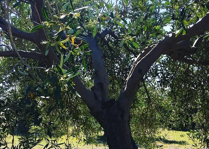 Goeknar Knidos Oasis Nature 3* Datça